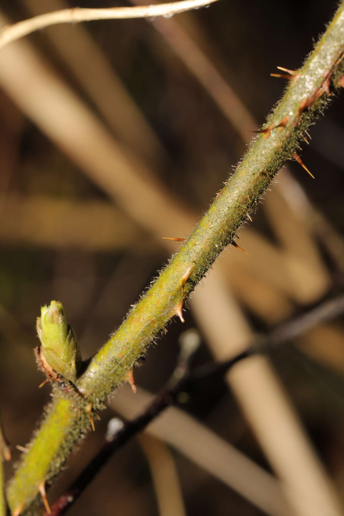 Image of Rubus dasyphyllus (Rogers) Rogers