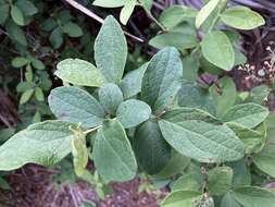 Image of Hairy-Twig Huckleberry