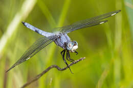 Image of Comanche Skimmer