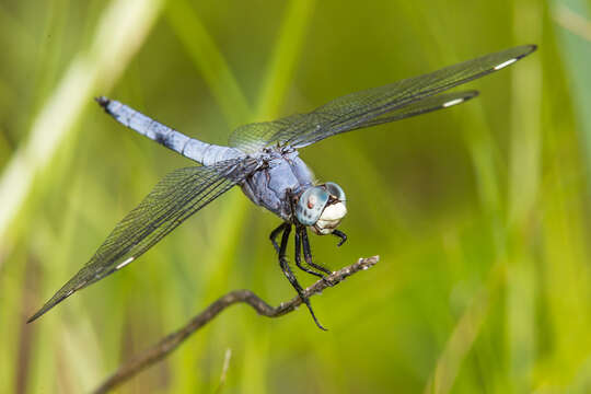 Image of Comanche Skimmer