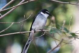 Image of Ryukyu Minivet