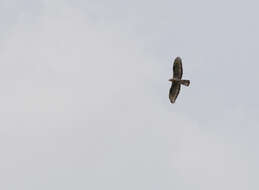 Image of Barred honey buzzard