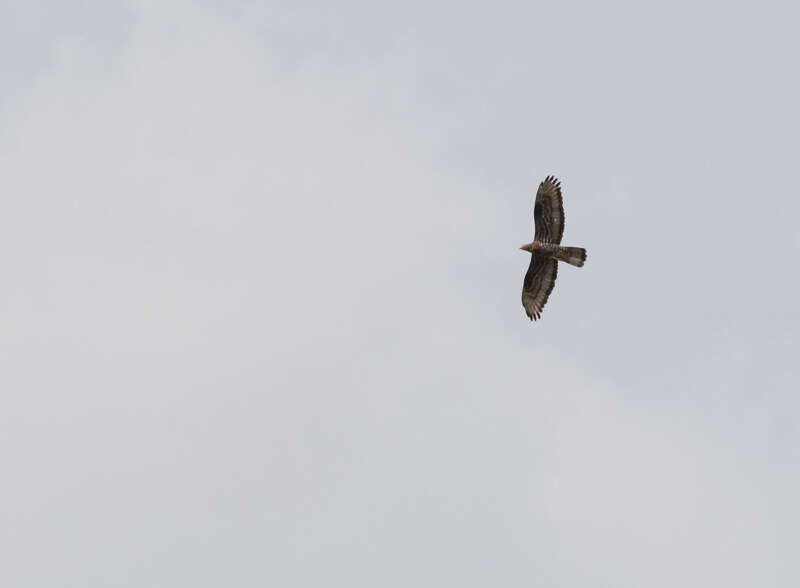Image of Barred honey buzzard