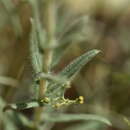 Image of Onosma echioides subsp. dalmatica (Scheele) Peruzzi & N. G. Passal.