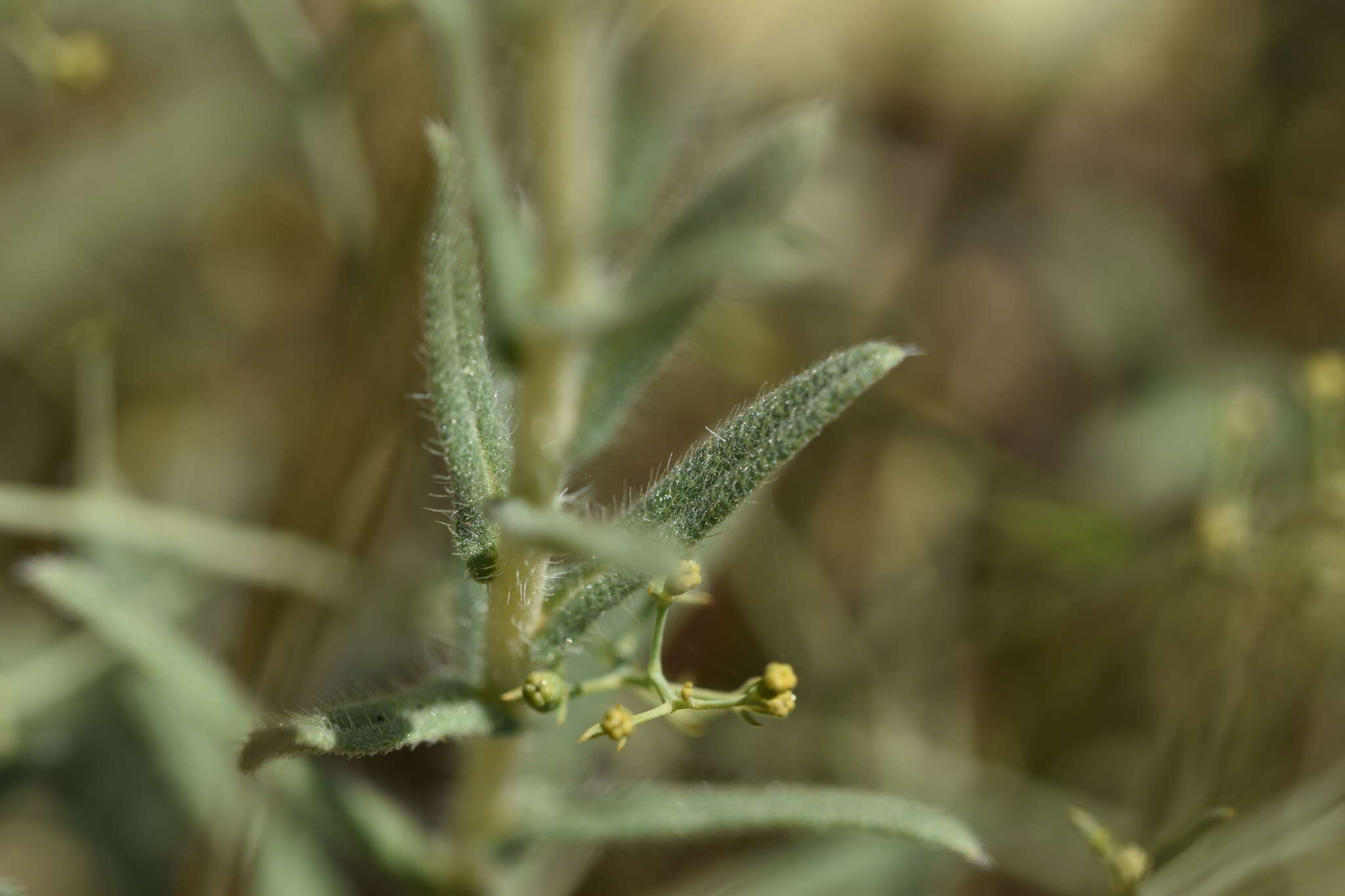 Image of Onosma echioides subsp. dalmatica (Scheele) Peruzzi & N. G. Passal.