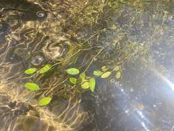 Image of waterthread pondweed