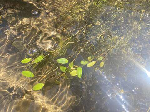 Plancia ëd Potamogeton diversifolius Raf.