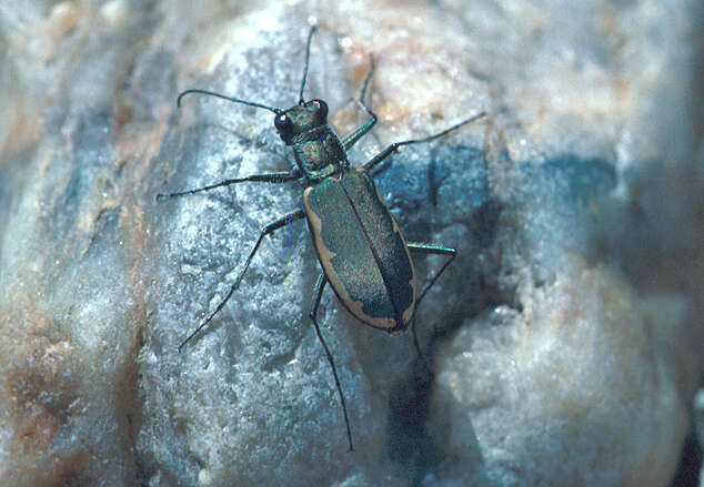 Image of Cobblestone Tiger Beetle