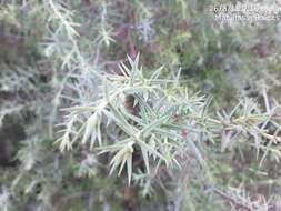 Image of Prickly Juniper