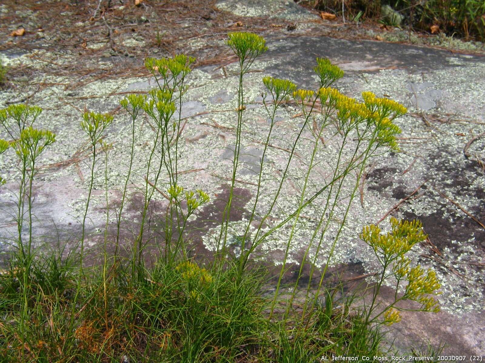 Image of Nuttall's rayless goldenrod