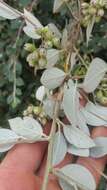 Image of orange cotoneaster