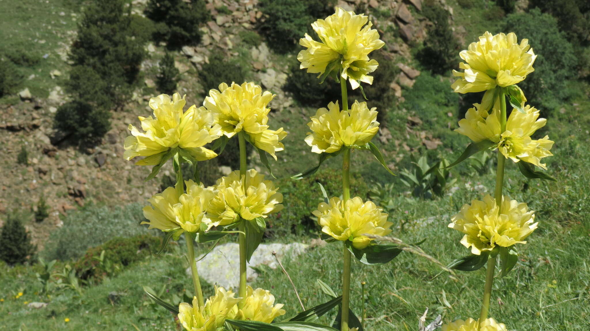 Image of Gentiana burseri subsp. burseri