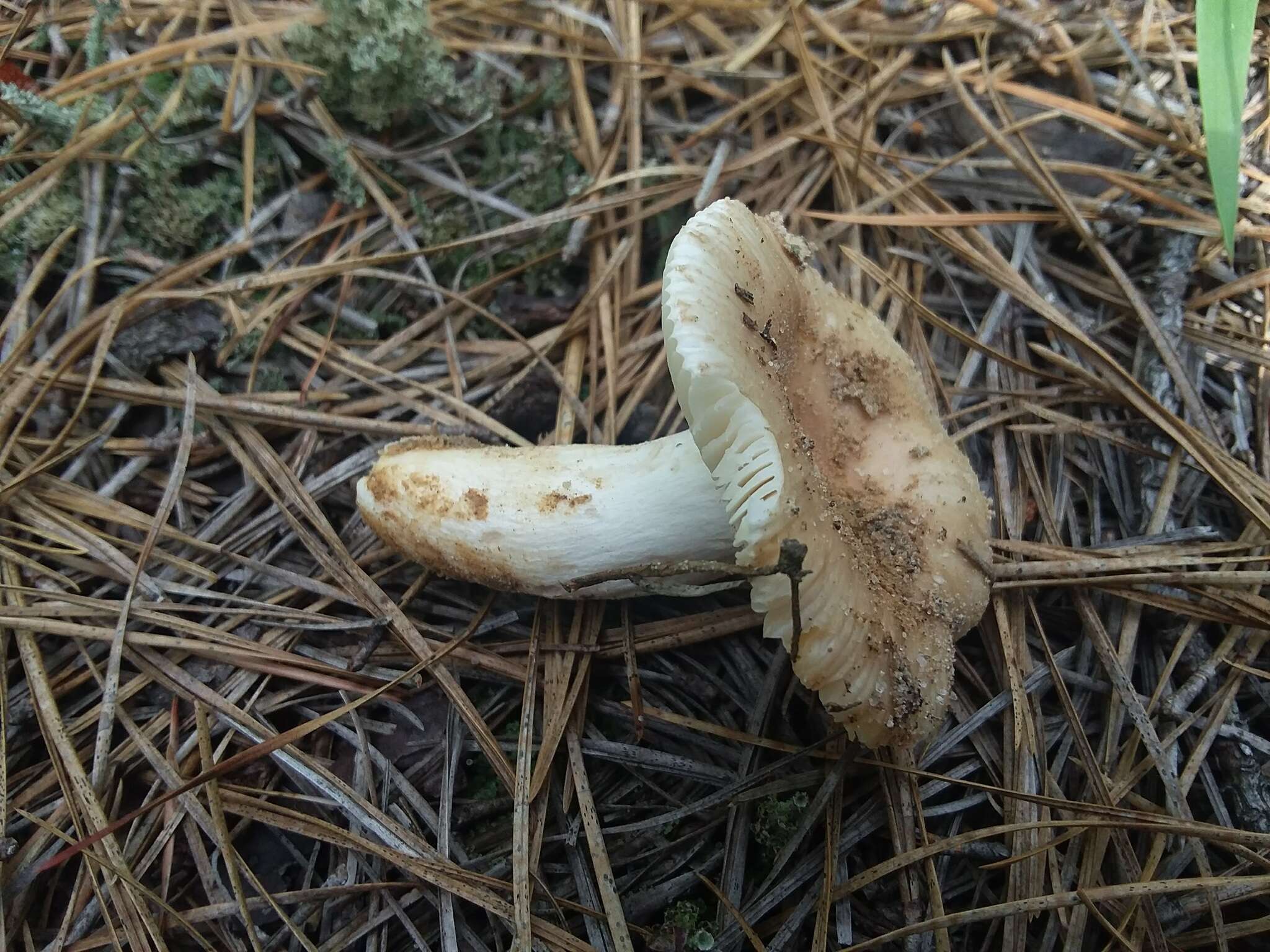 Image of Russula romagnesiana Shaffer 1964