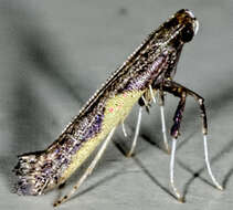 Image of Caloptilia belfragella (Chambers 1875)