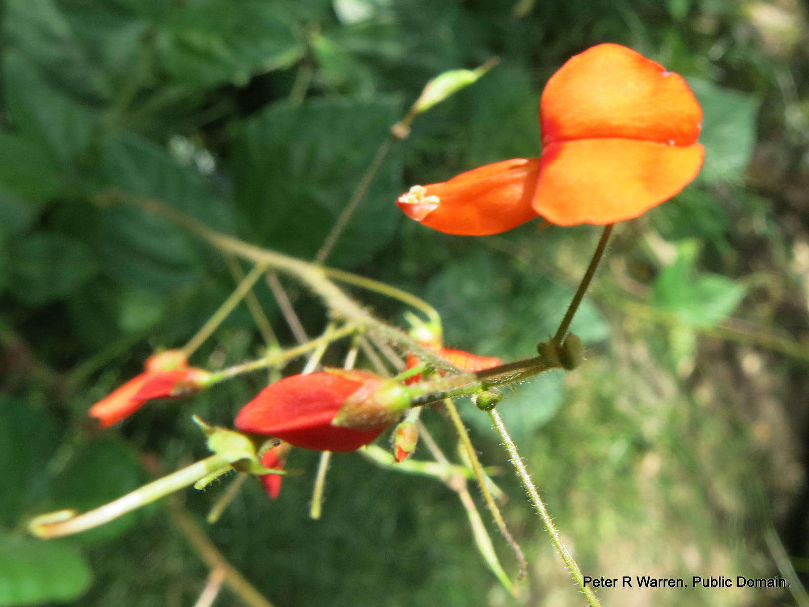 Hylodesmum repandum (Vahl) H. Ohashi & R. R. Mill的圖片