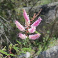 Image of velvetpod mimosa