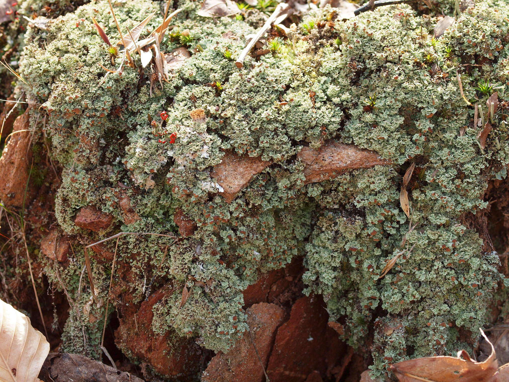 Image de Cladonia caespiticia (Pers.) Flörke