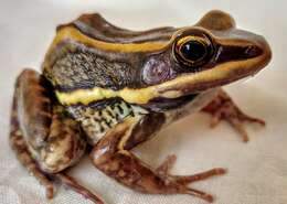 Image of Galam white-lipped frog