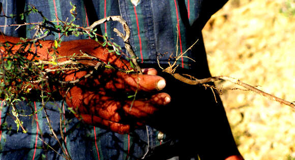 Image of Indigofera sessilifolia DC.