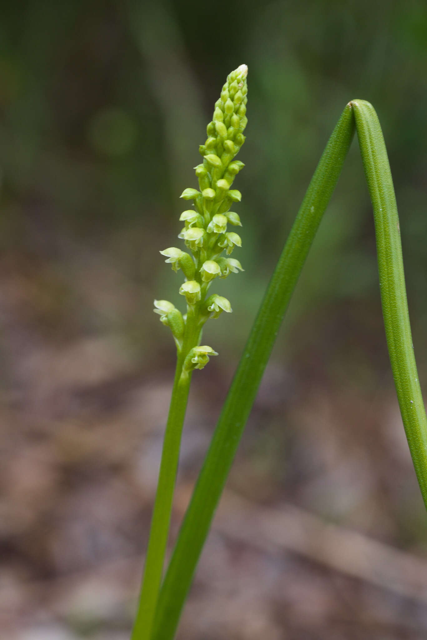 Image of Mignonette orchid