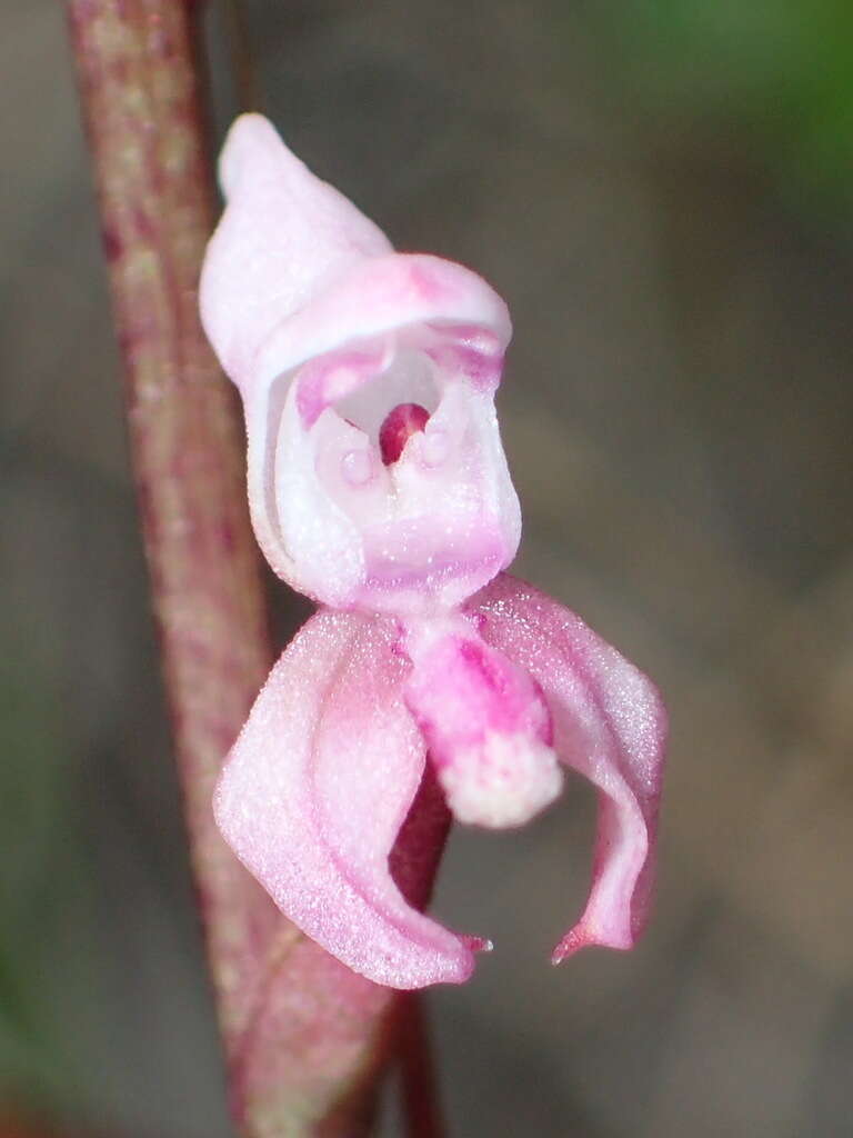 Disa aconitoides subsp. aconitoides resmi