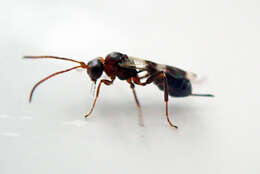 Image of Parasitoid wasp