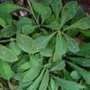 Sivun Crepidiastrum lanceolatum (Houtt.) Nakai kuva