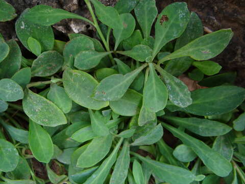 Image of Crepidiastrum lanceolatum (Houtt.) Nakai