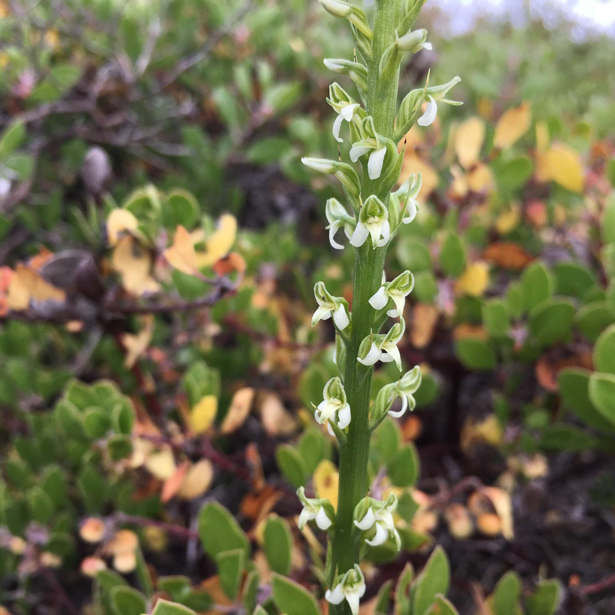 Platanthera yadonii (Rand. Morgan & Ackerman) R. M. Bateman resmi