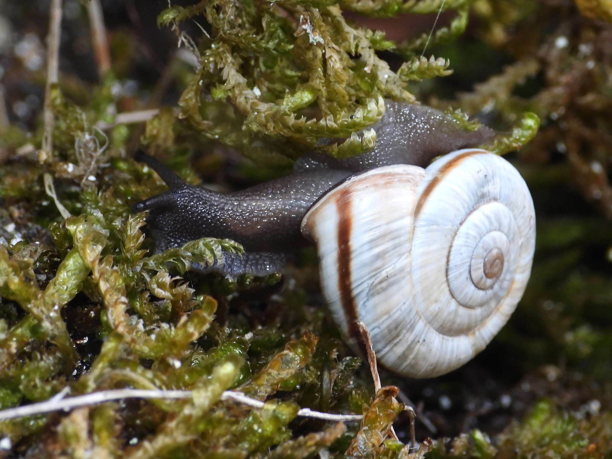 Image de Chilostoma cingulatum (Studer 1820)