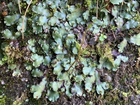 Image of Marchantia paleacea Bertol.