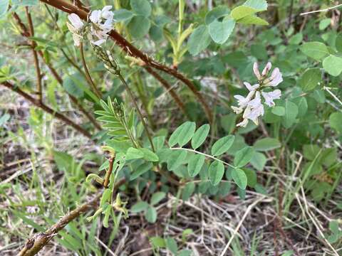 صورة Astragalus robbinsii var. minor (Hook.) Barneby