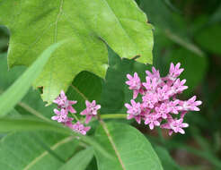 Image of purple milkweed