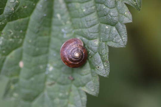 Image of girdled snail