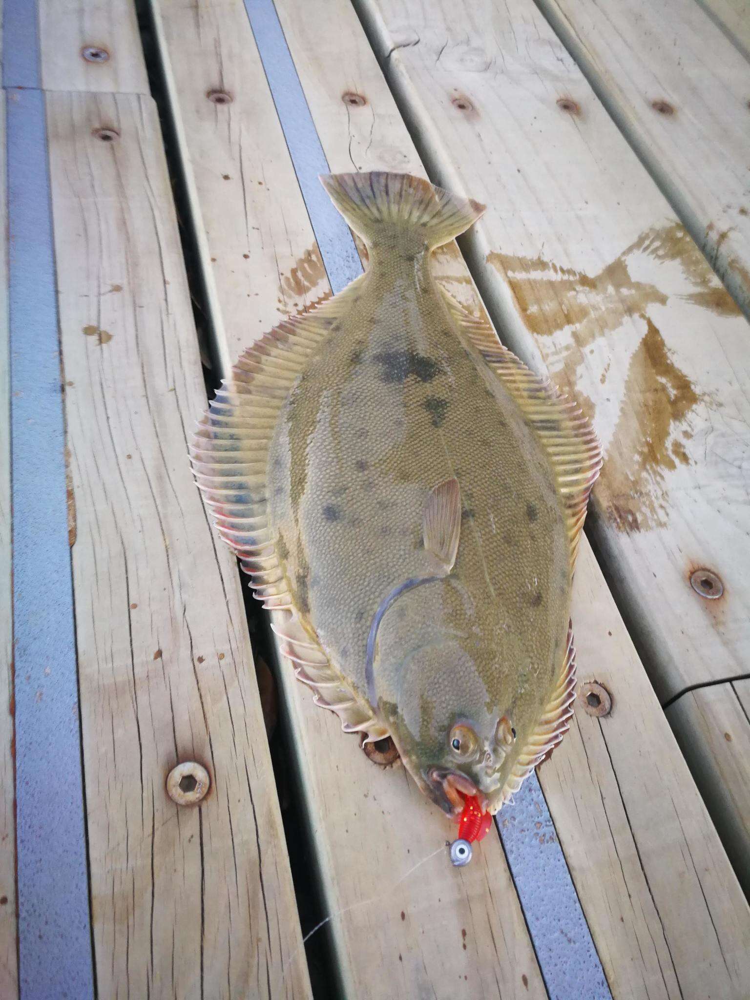 Image of Yellowbelly flounder