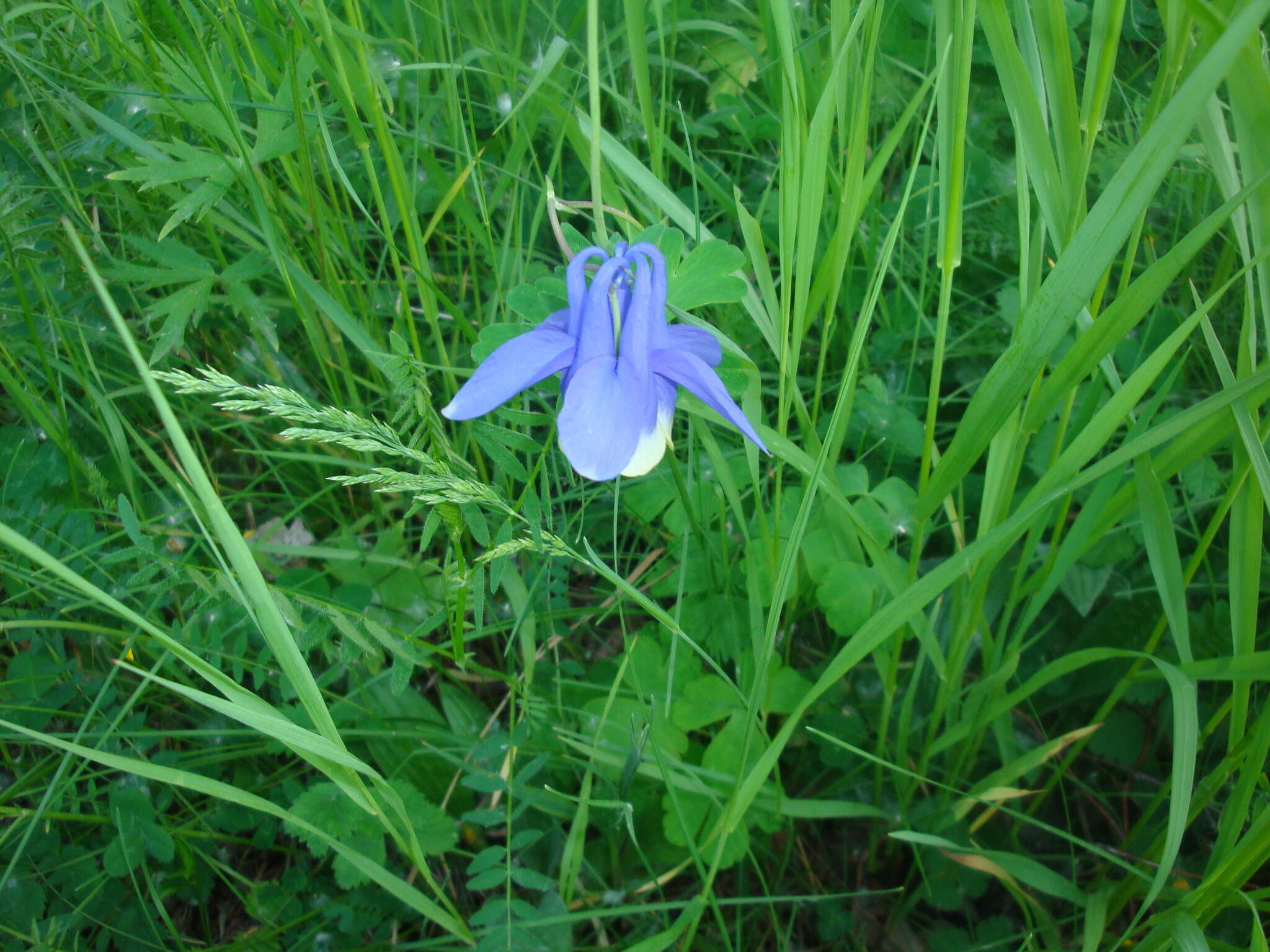 Aquilegia sibirica Lam. resmi