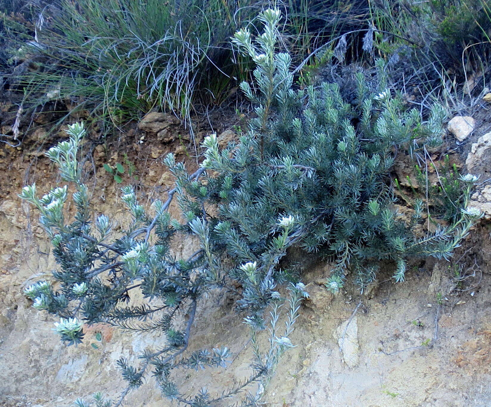 Image of Leucadendron singulare I. Williams