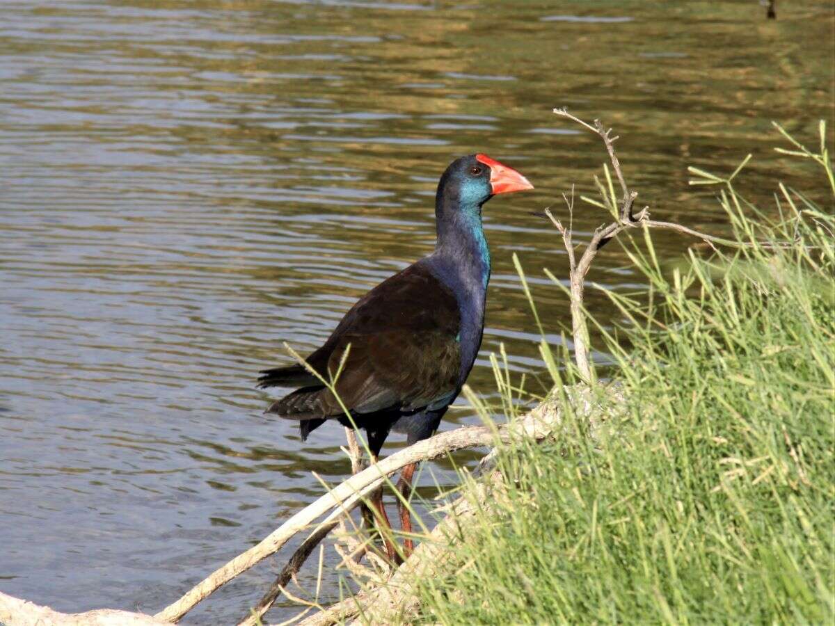 Image of Australasian Swamphen