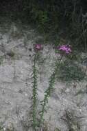 Image of Stevia porphyrea Mc Vaugh