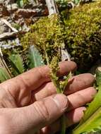 Image of Lettuce-Leaf Pseudosaxifrage