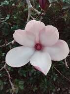 Image of Saucer magnolia