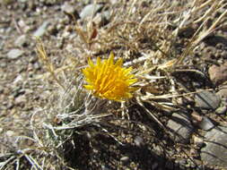 Image of Hypochaeris montana var. hookeri (Phil.) E. Bortiri