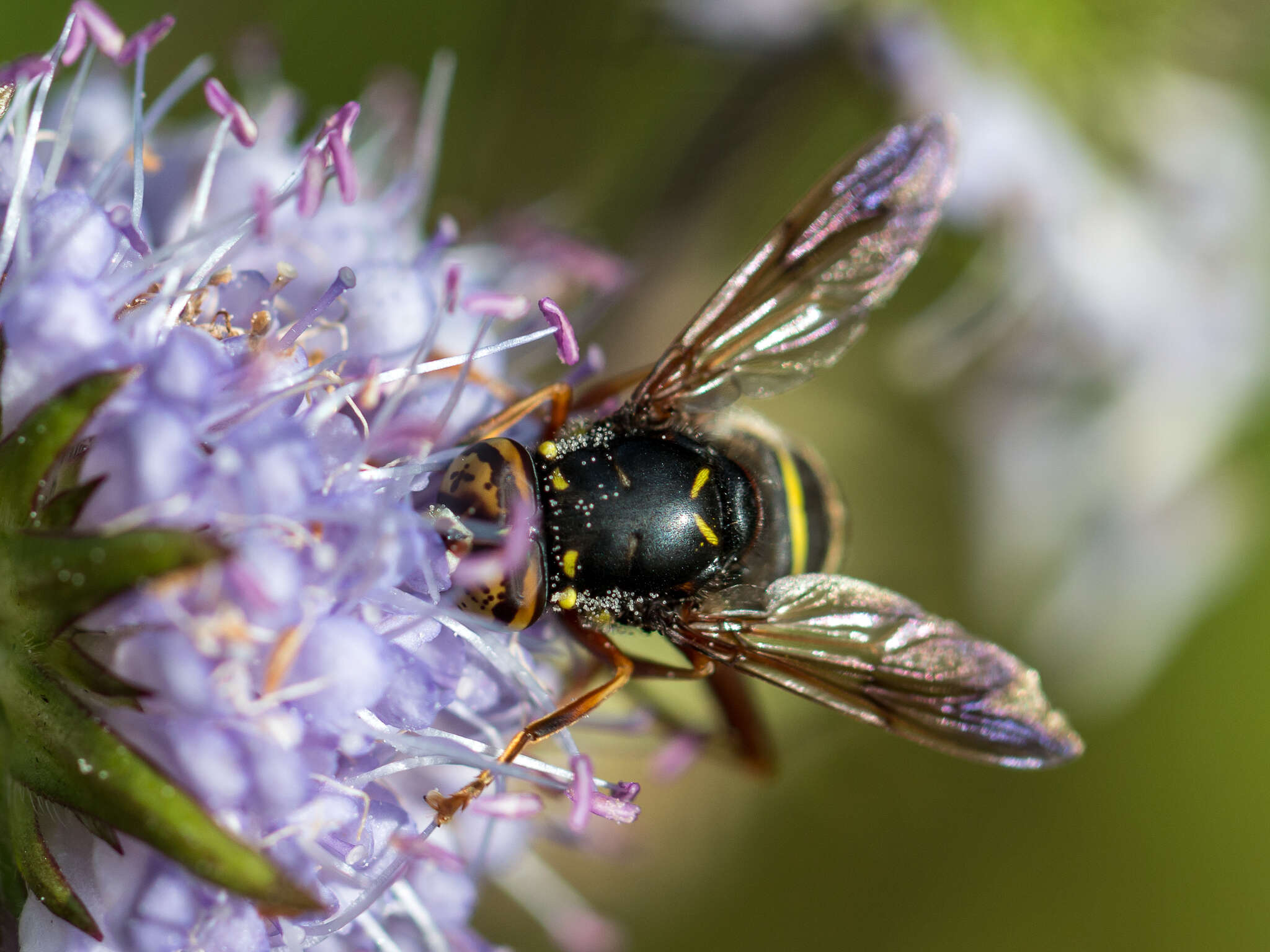 Image of Spilomyia diophthalma (Linnaeus 1758)