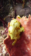 Image of Flagpole Frogfish