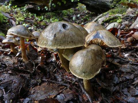 Image of Cortinarius exlugubris Soop 2001