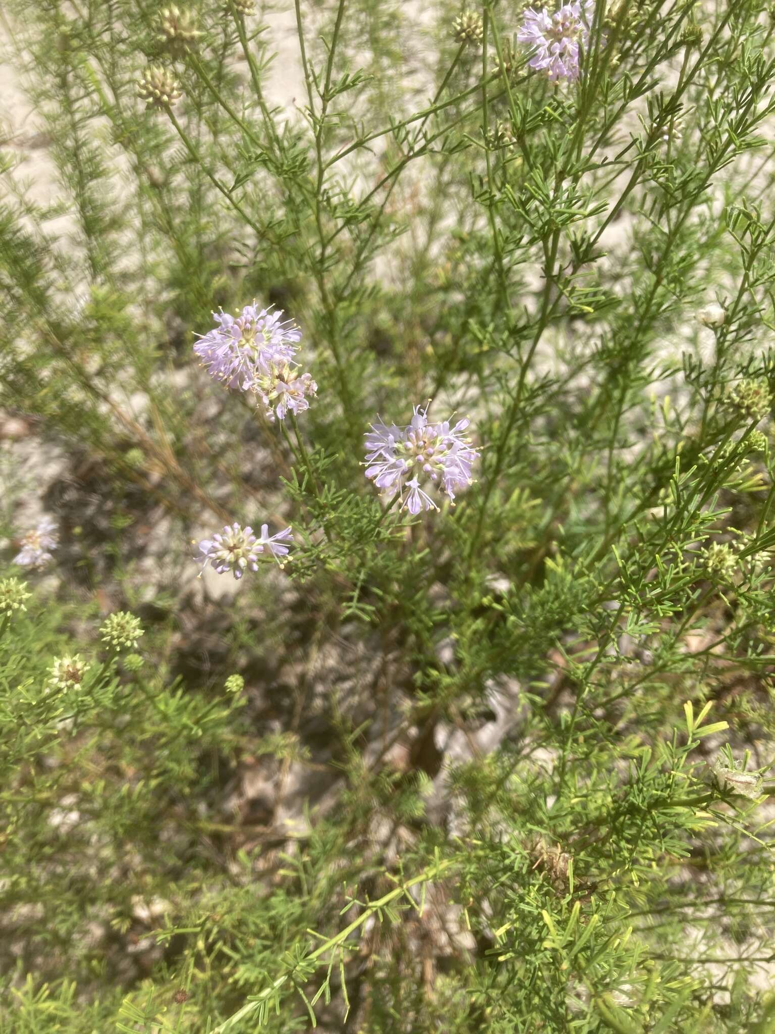 Image of Feay's prairie clover