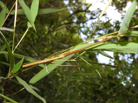 صورة Lopaphus balteatus (Chen, S. C. & Y. H. He 2002)