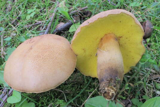 Image of Aureoboletus innixus (Frost) Halling, A. R. Bessette & Bessette 2015