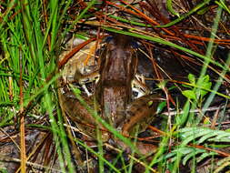 Image of Lithobates brownorum (Sanders 1973)