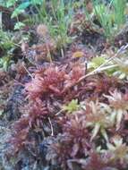 Image of Common Sundew